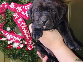 Mixed Breed dogs Brown collar - Ad 42