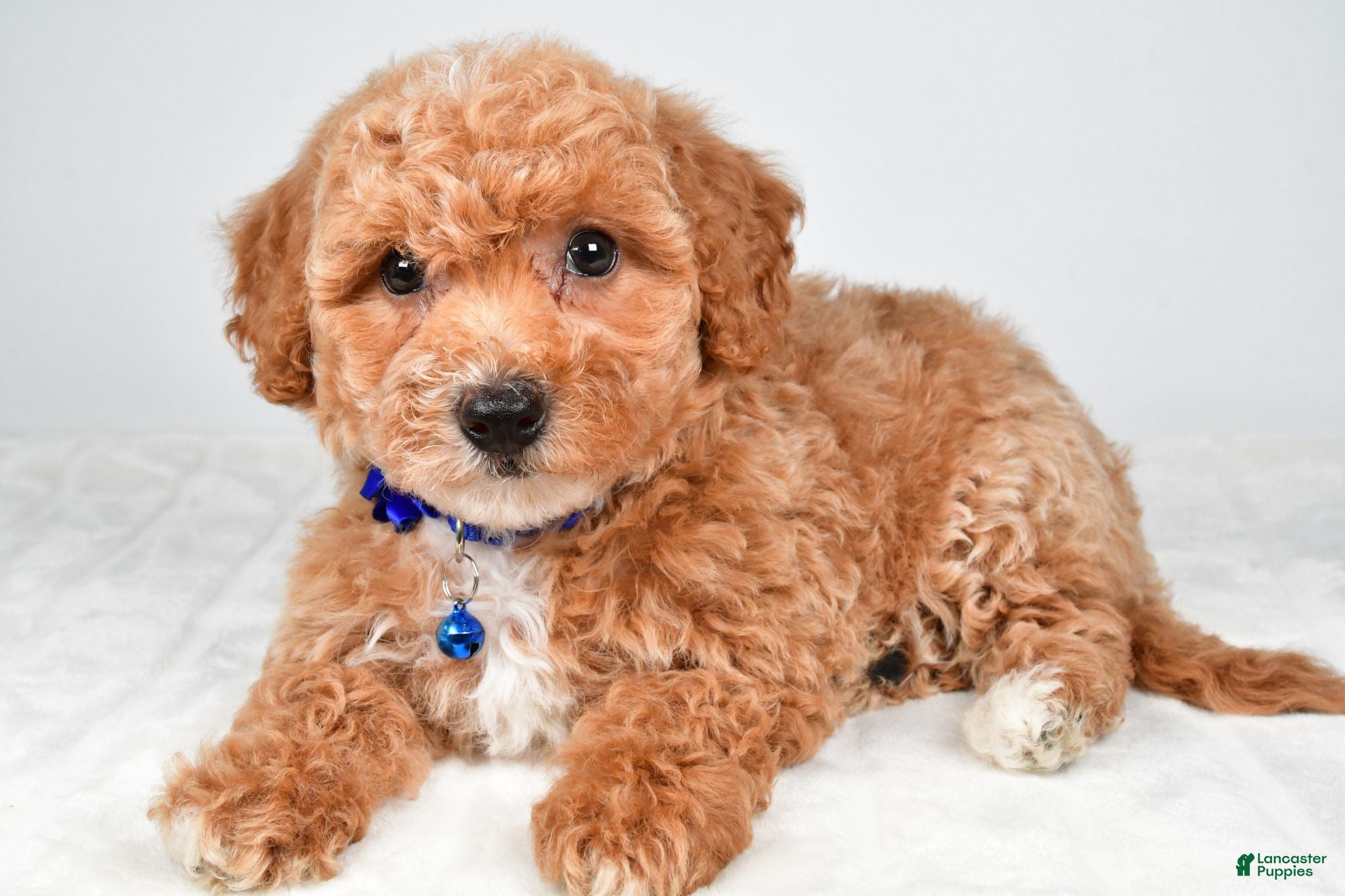 Bichpoo dogs Sierra - Ad 1