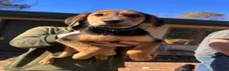 Mixed Breed dogs for sale: Mixed Breed 2 - Ad 3