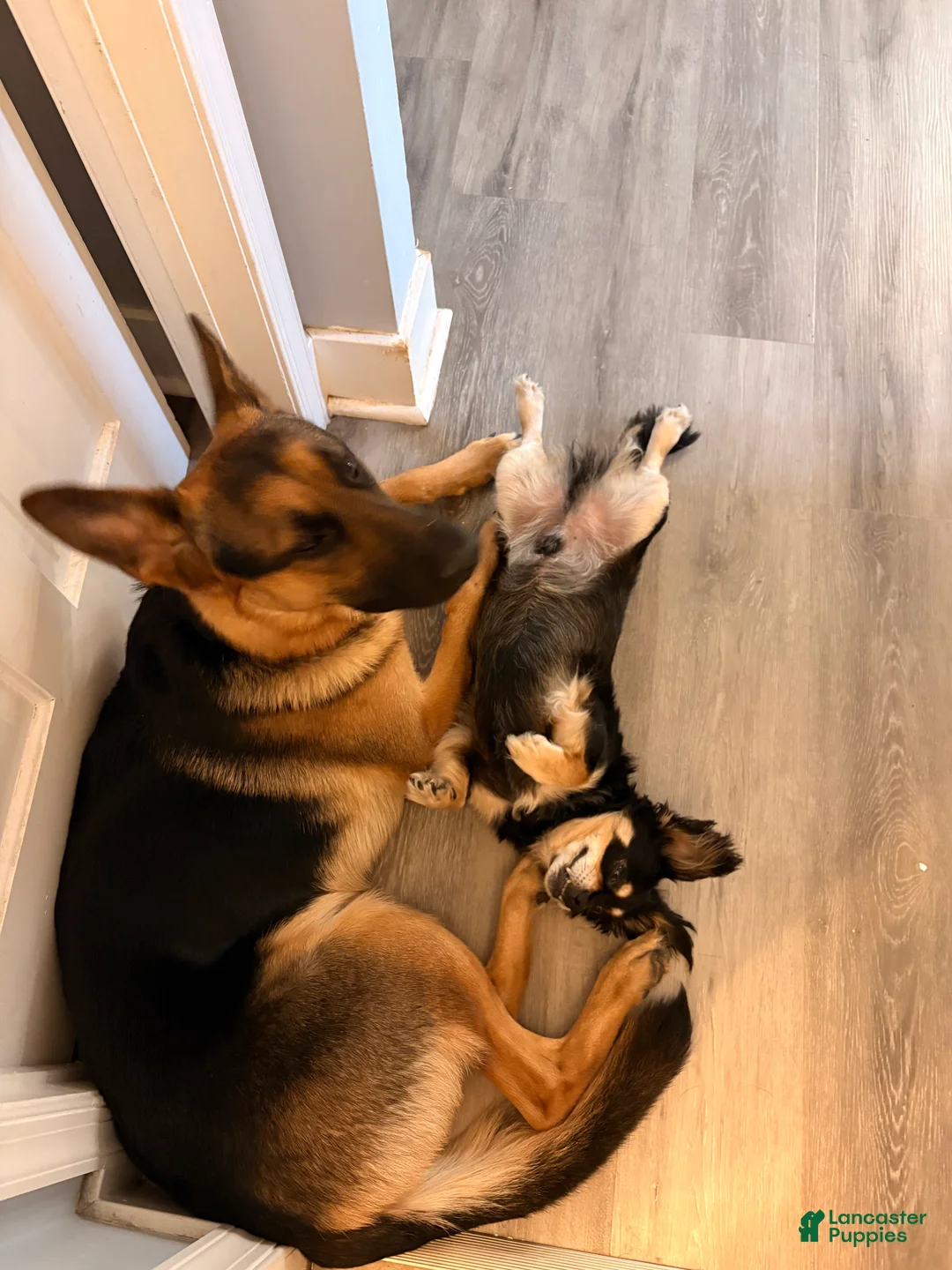 German Shepherd dogs for sale: German Shepherd Puppy 1 - Ad 6