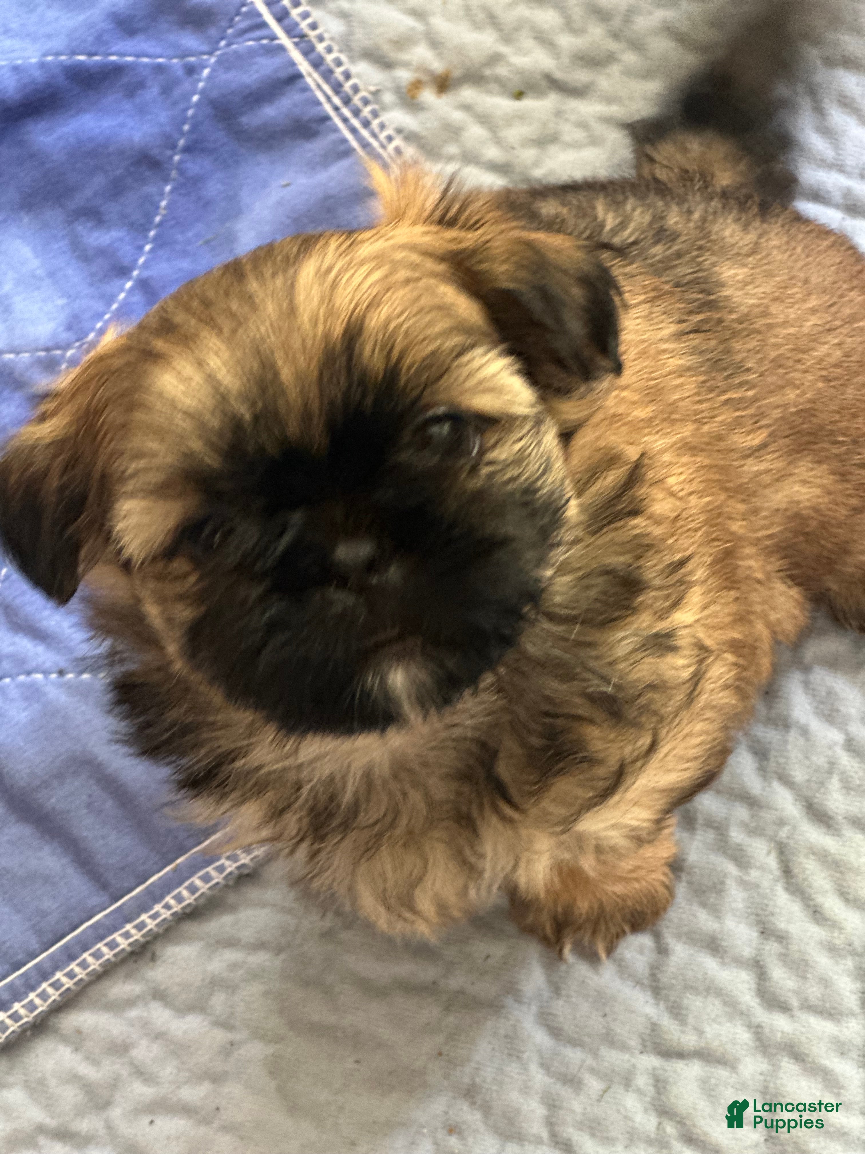 Shih Tzu dogs Ziggy - Ad 1