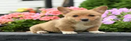 Welsh Corgi Pembroke dogs for sale: Lulu - Ad 4