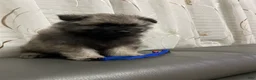 Keeshond dogs for sale: Mickey - Ad 5