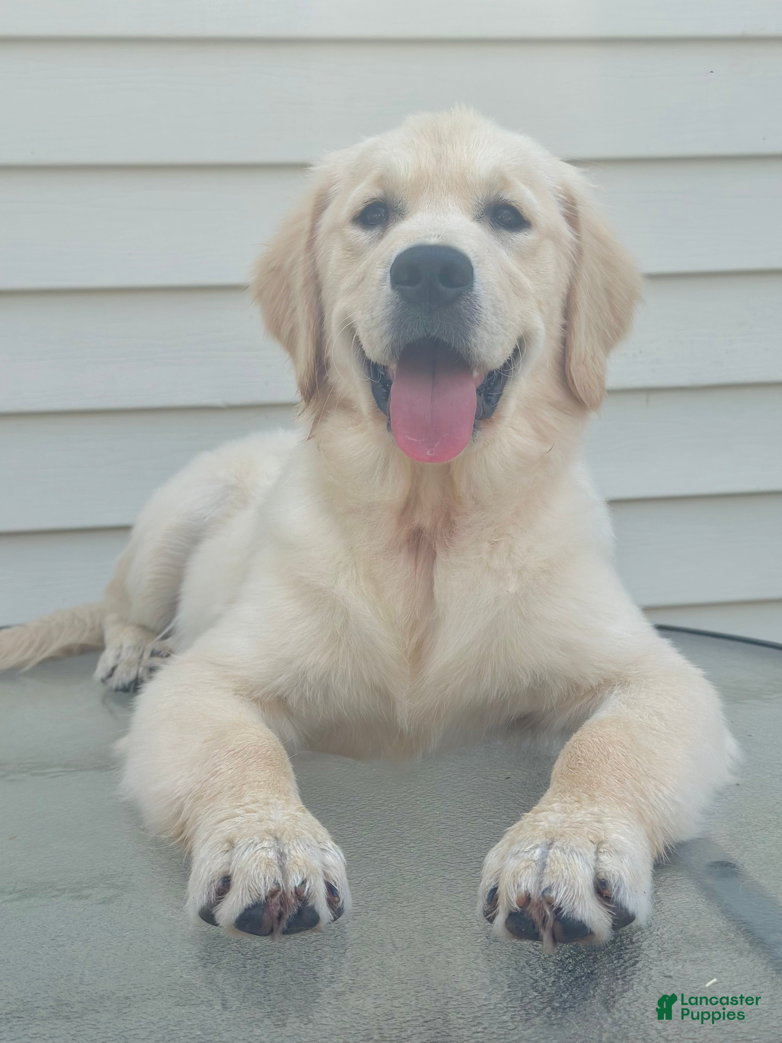 Golden Retriever dogs Annie - Ad 1