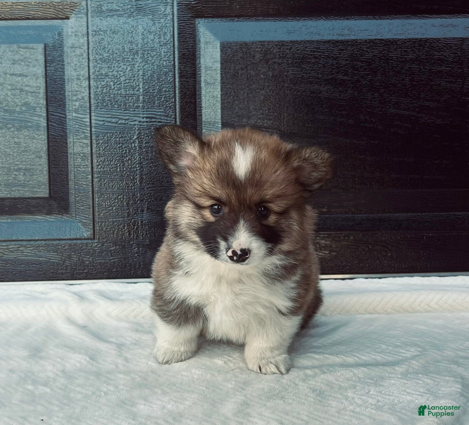 Welsh Corgi Pembroke dogs Roland Welsh Corgi Pembroke Puppy  - Ad 2