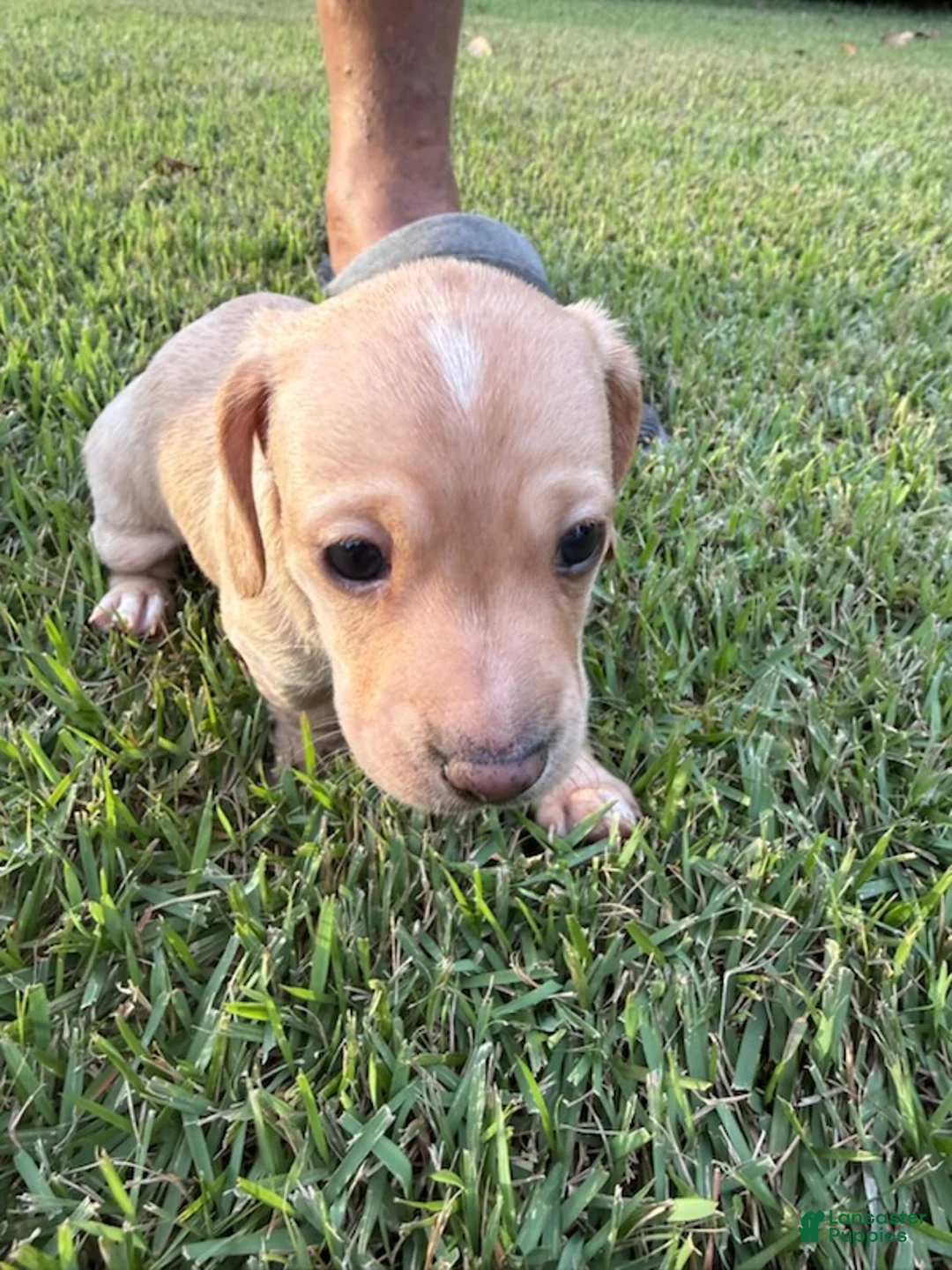 Miniature Dachshund dogs for sale: Moonpie - Ad 3