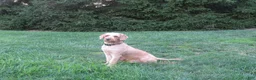 Mixed Breed dogs for sale: Milo - Ad 3