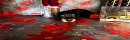 Miniature Dachshund dogs for sale: Kody - Ad 1