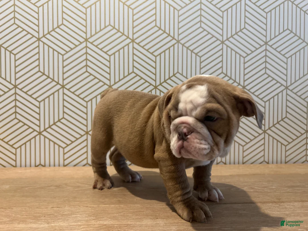 English Bulldog dogs for sale: Poppy - Ad 3