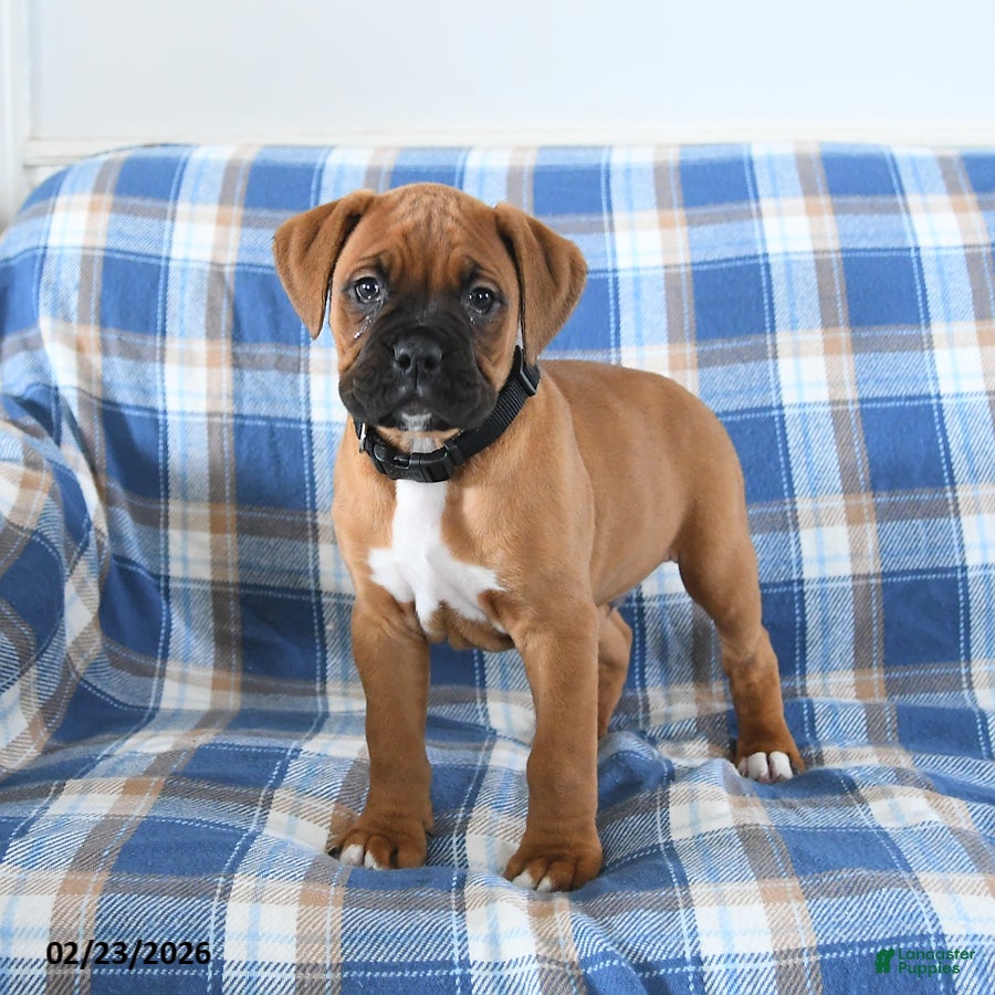 Boxer dogs Chester - Ad 2