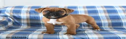 Boxer dogs for sale: Chester - Ad 2