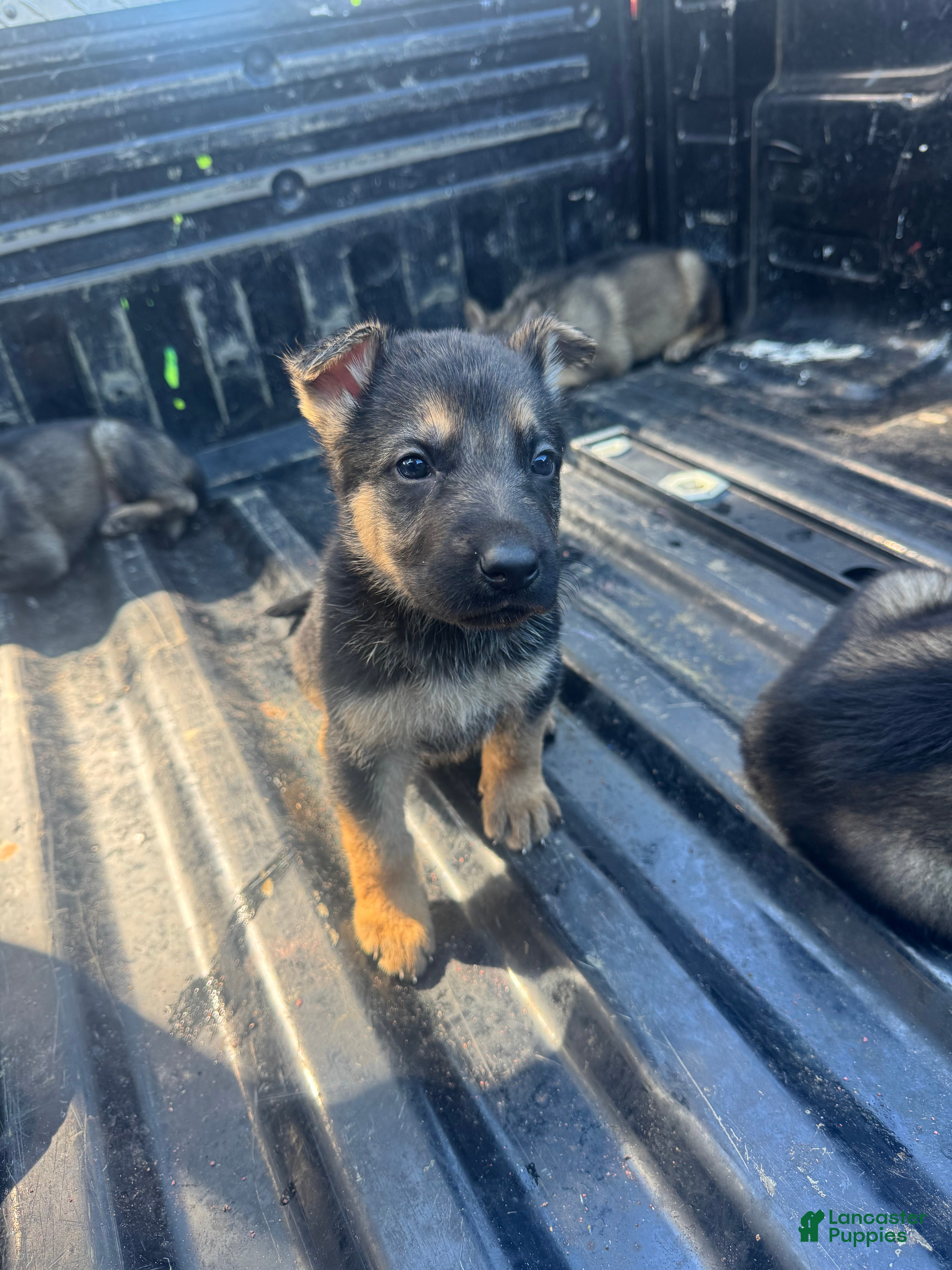 German Shepherd dogs German Shepherd pink - Ad 2