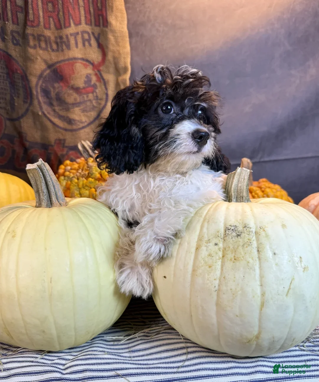 Cavapoo dogs for sale: Daniela - Ad 2