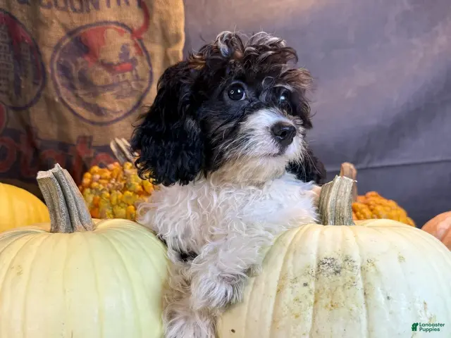 Cavapoo dogs for sale: Daniela - Ad 2