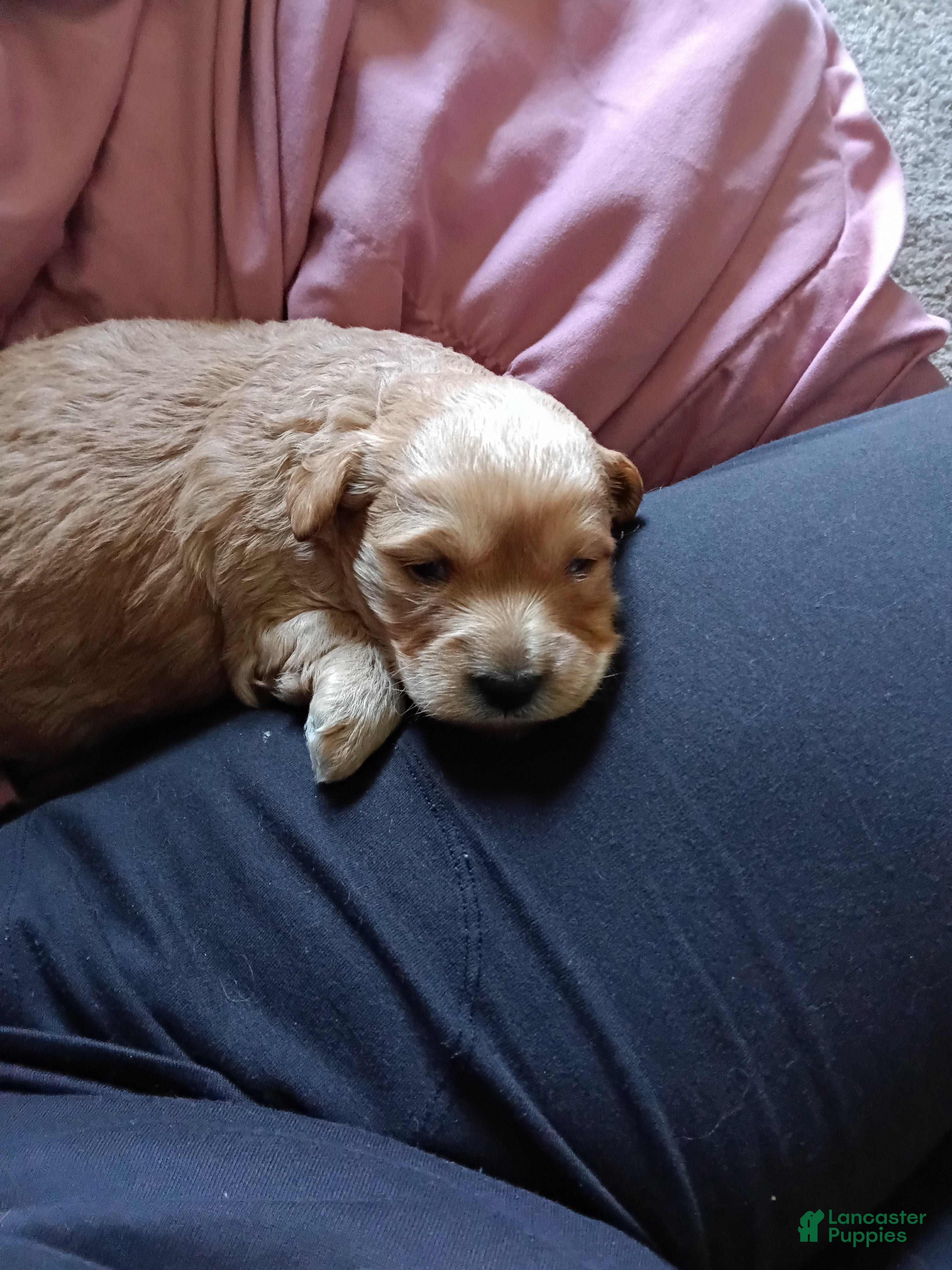 Miniature Labradoodle dogs Miniature Labradoodle Puppy  - Ad 11