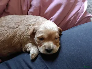 Miniature Labradoodle dogs Miniature Labradoodle Puppy - Ad 11