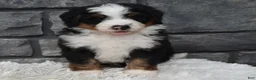 Mini Bernedoodle dogs for sale: Cash  - Ad 3
