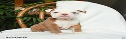 English Bulldog dogs for sale: Misty - Ad 3