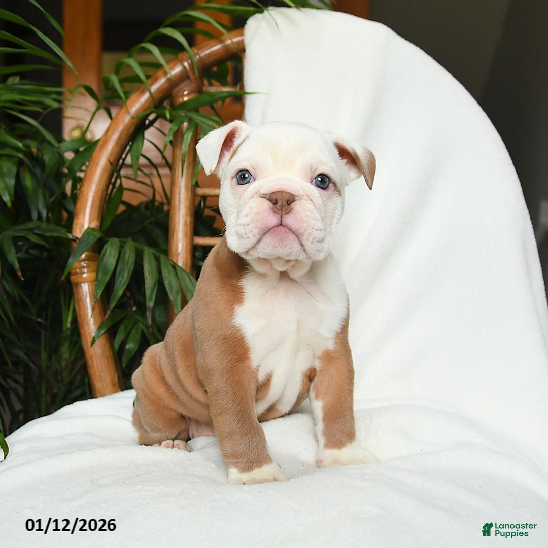 English Bulldog dogs for sale: Misty - Ad 3