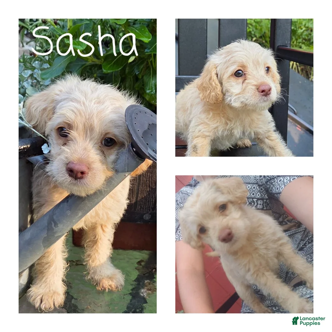 Cockapoo dogs for sale: Sasha - Ad 1