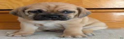 Puggle dogs for sale: Chuck  - Ad 16