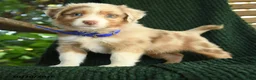 Miniature Australian Shepherd dogs for sale: Spruce - Ad 1