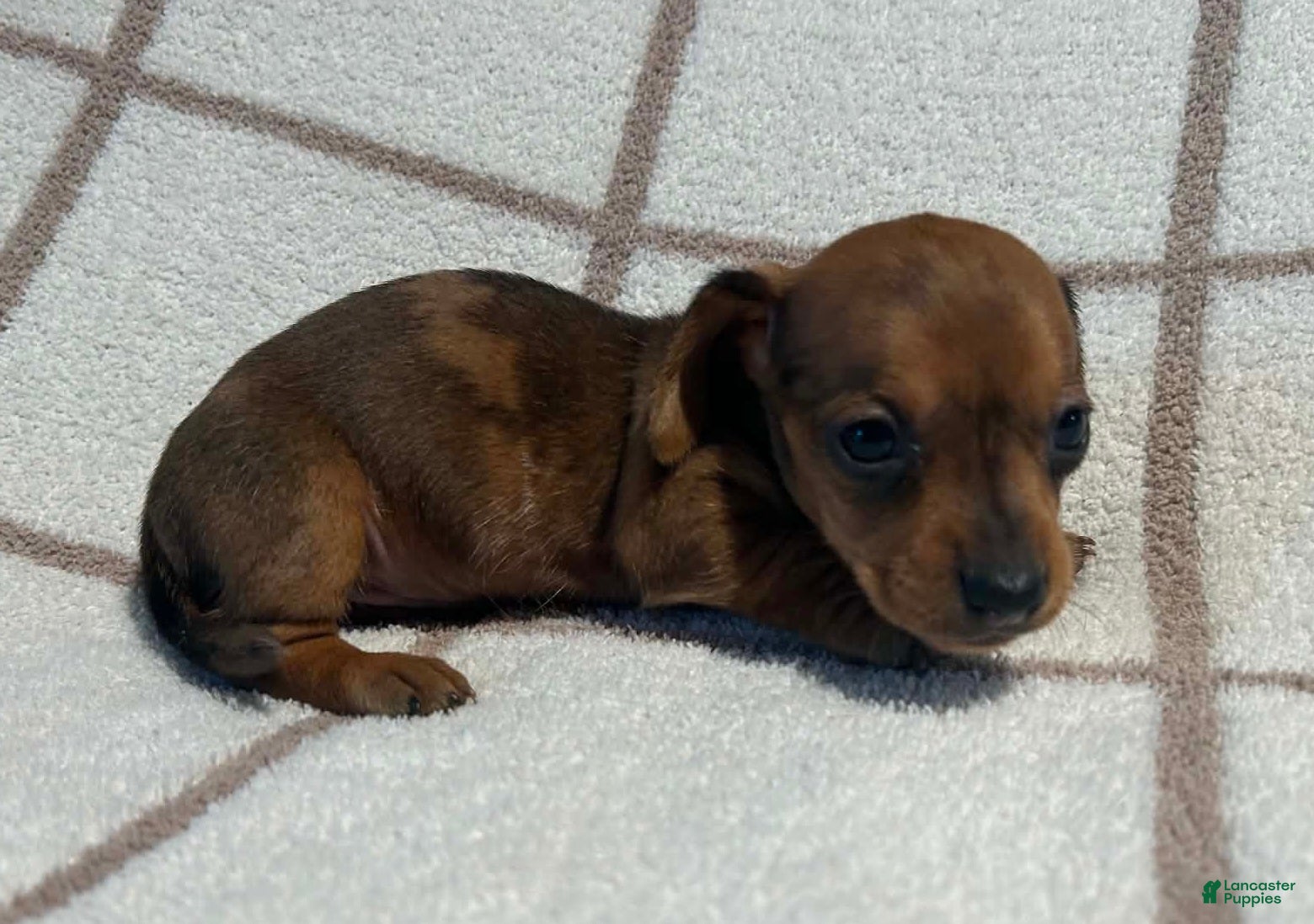 Miniature Dachshund dogs AKC Wynona delivery available  - Ad 1