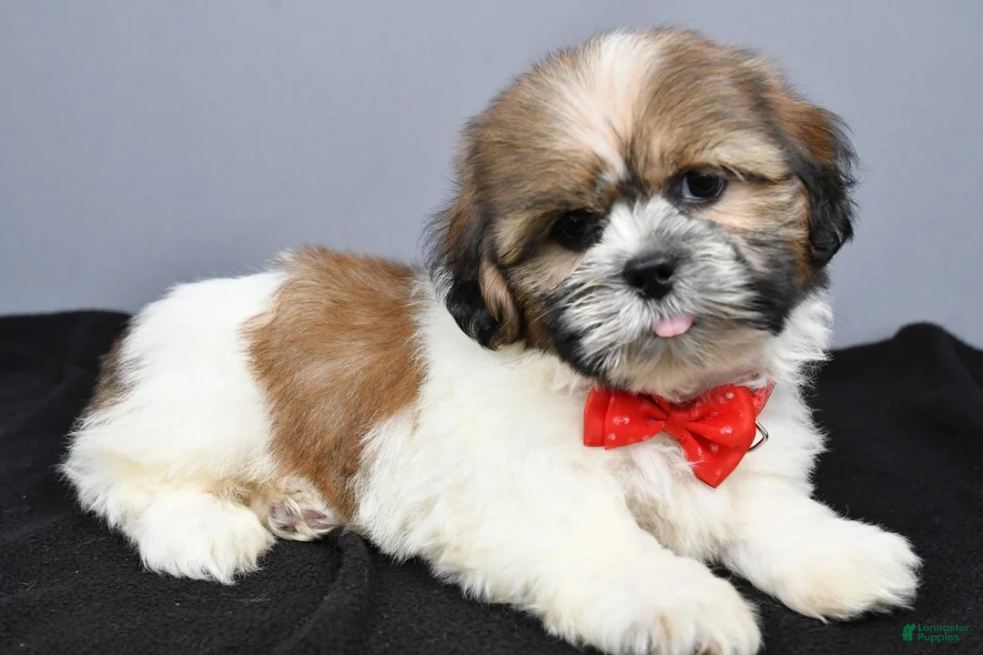 Shih Tzu dogs for sale: Colton - Ad 1