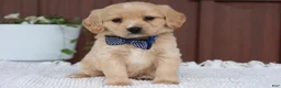Miniature Golden Retriever dogs for sale: Miniature Golden Retriever Puppy 5 - Ad 4