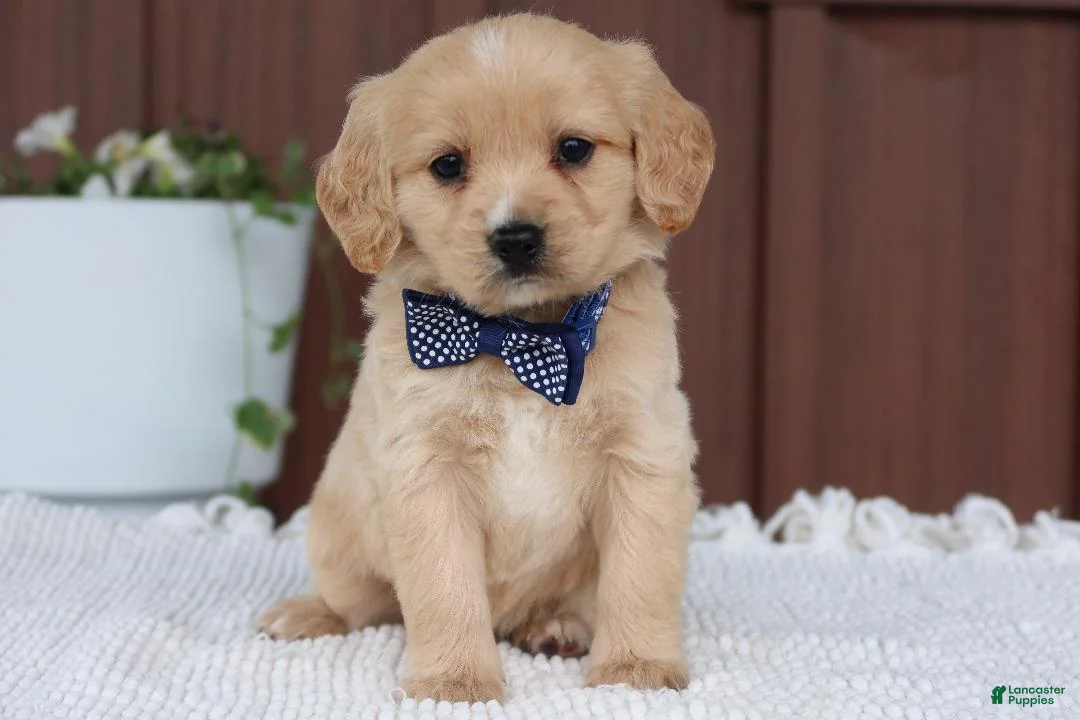 Miniature Golden Retriever dogs for sale: Miniature Golden Retriever Puppy 5 - Ad 4