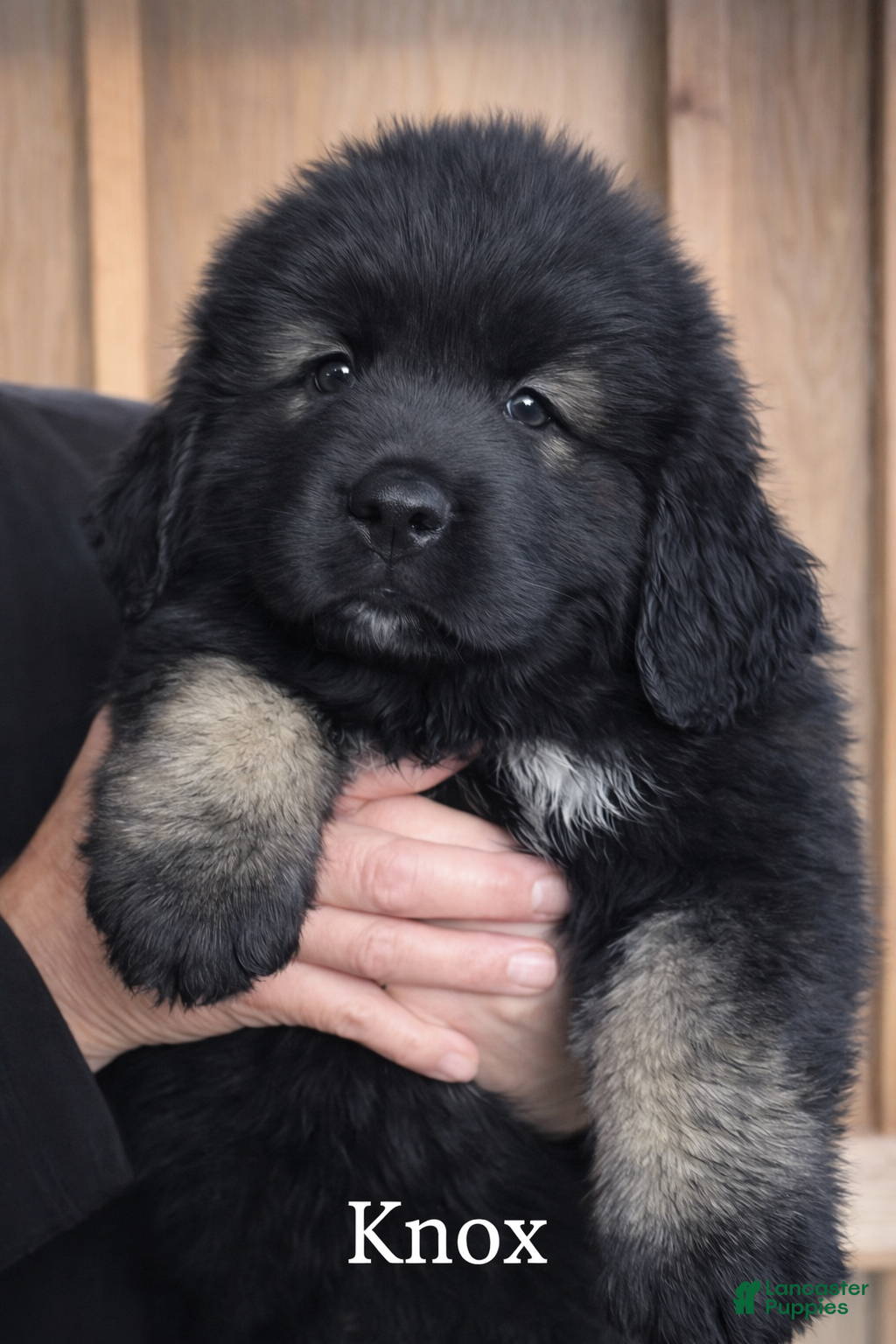 Caucasian Shepherd Dog dogs Caucasian Shepherd Dog Puppy 1 - Ad 1