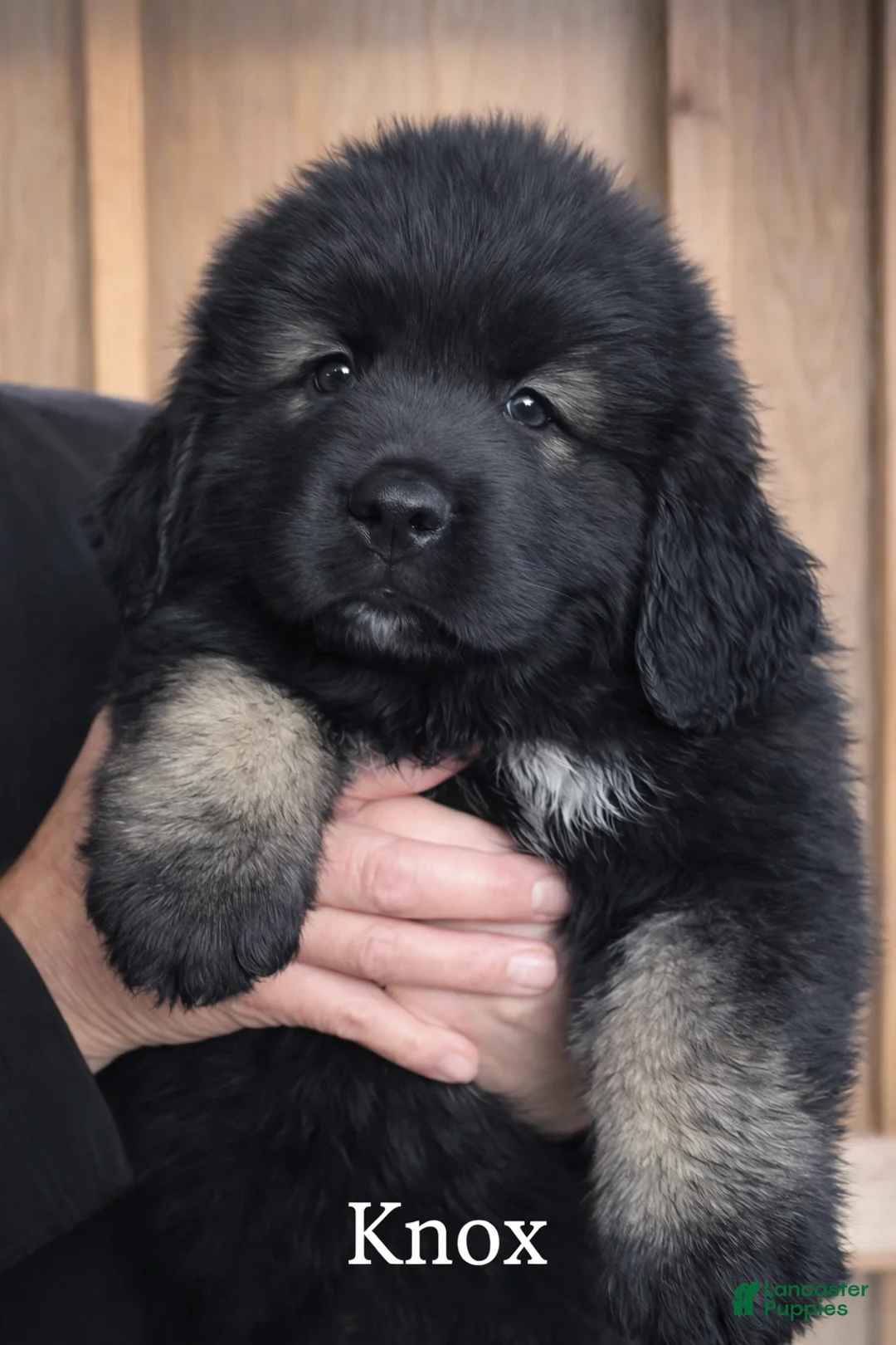 Caucasian Shepherd Dog dogs for sale: Caucasian Shepherd Dog Puppy 1 - Ad 1