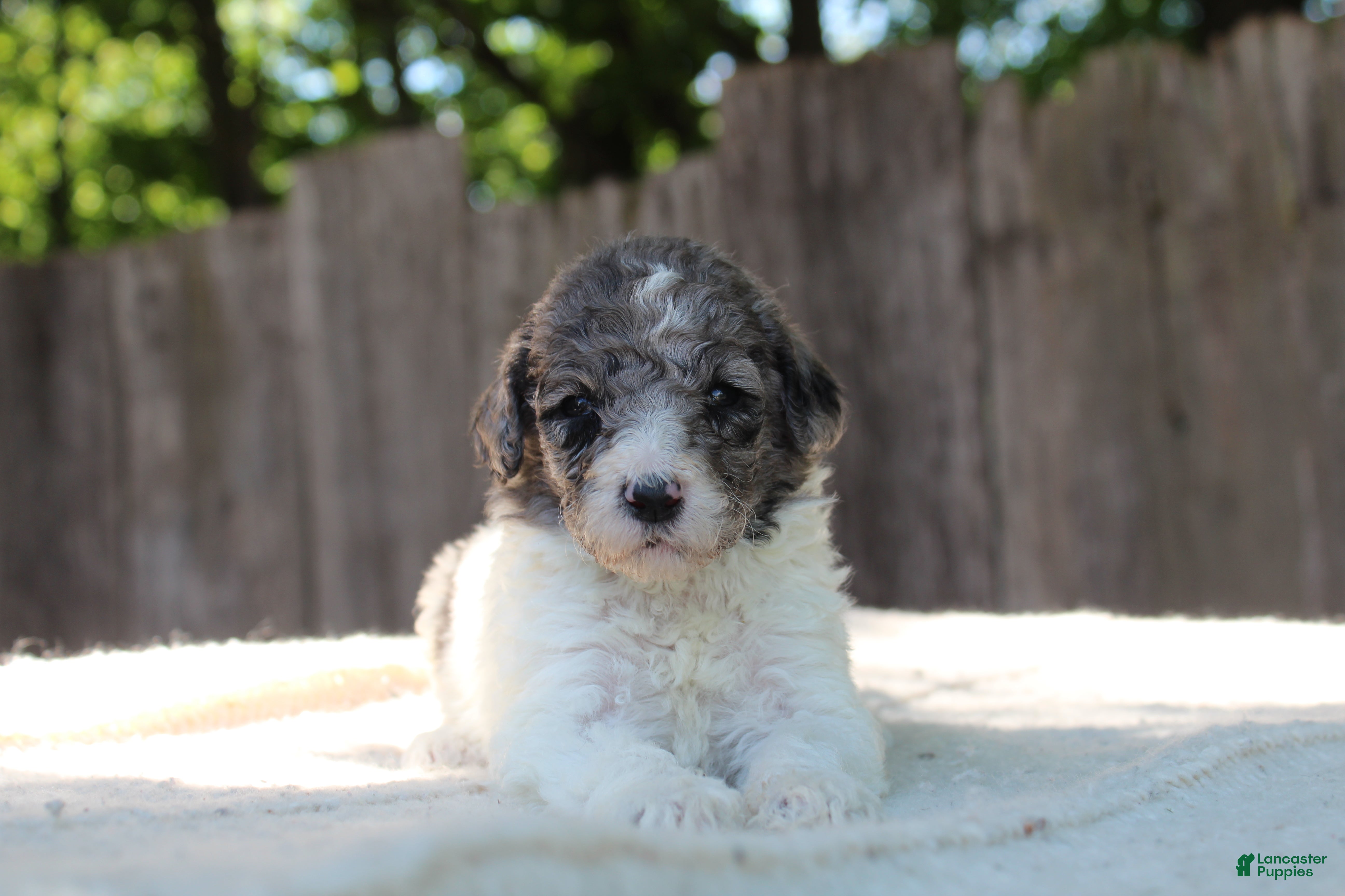 Standard Poodle dogs for sale: Fern AKC Standard Poodle - Ad 6