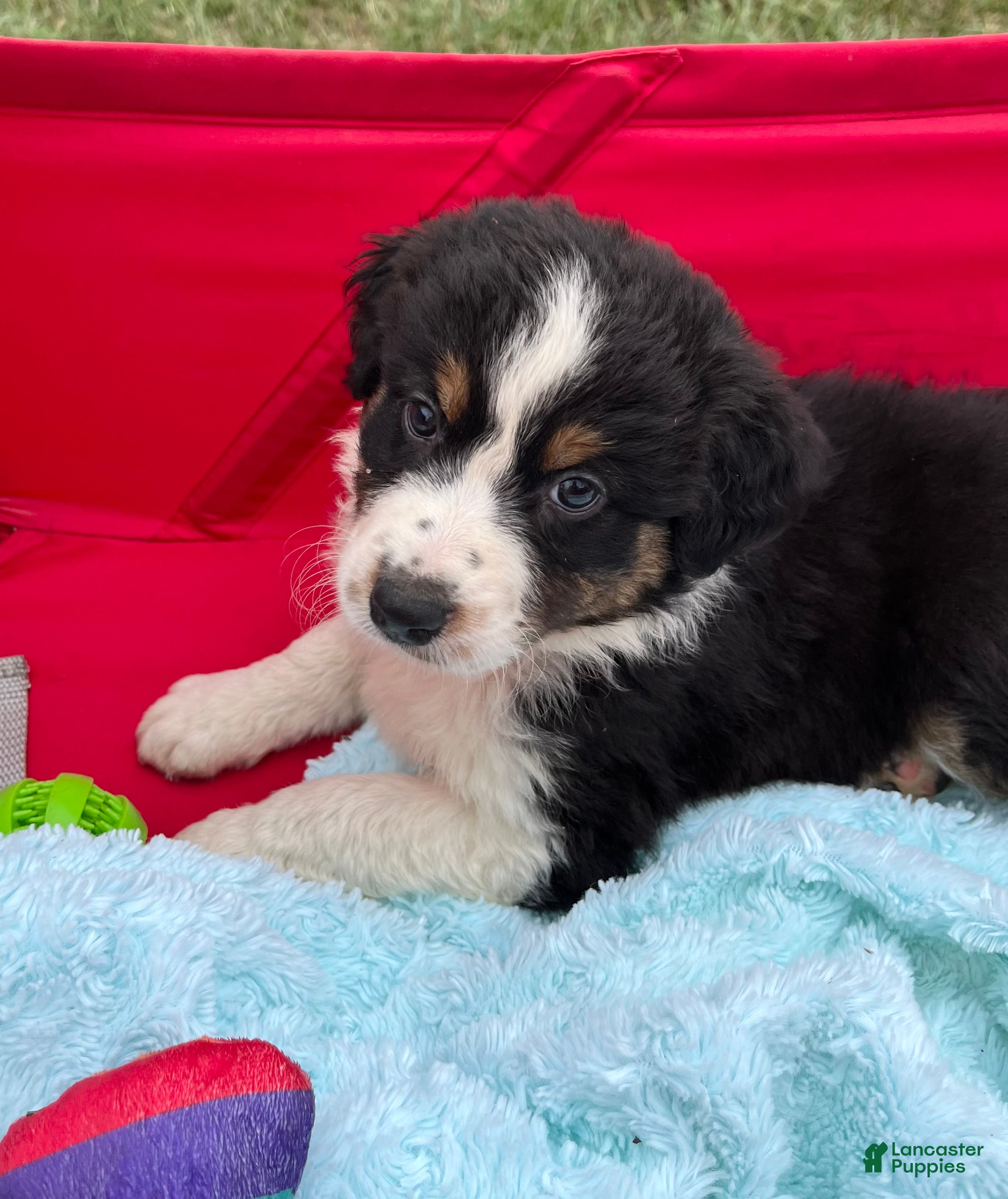 Australian Shepherd dogs Tracy - Ad 1