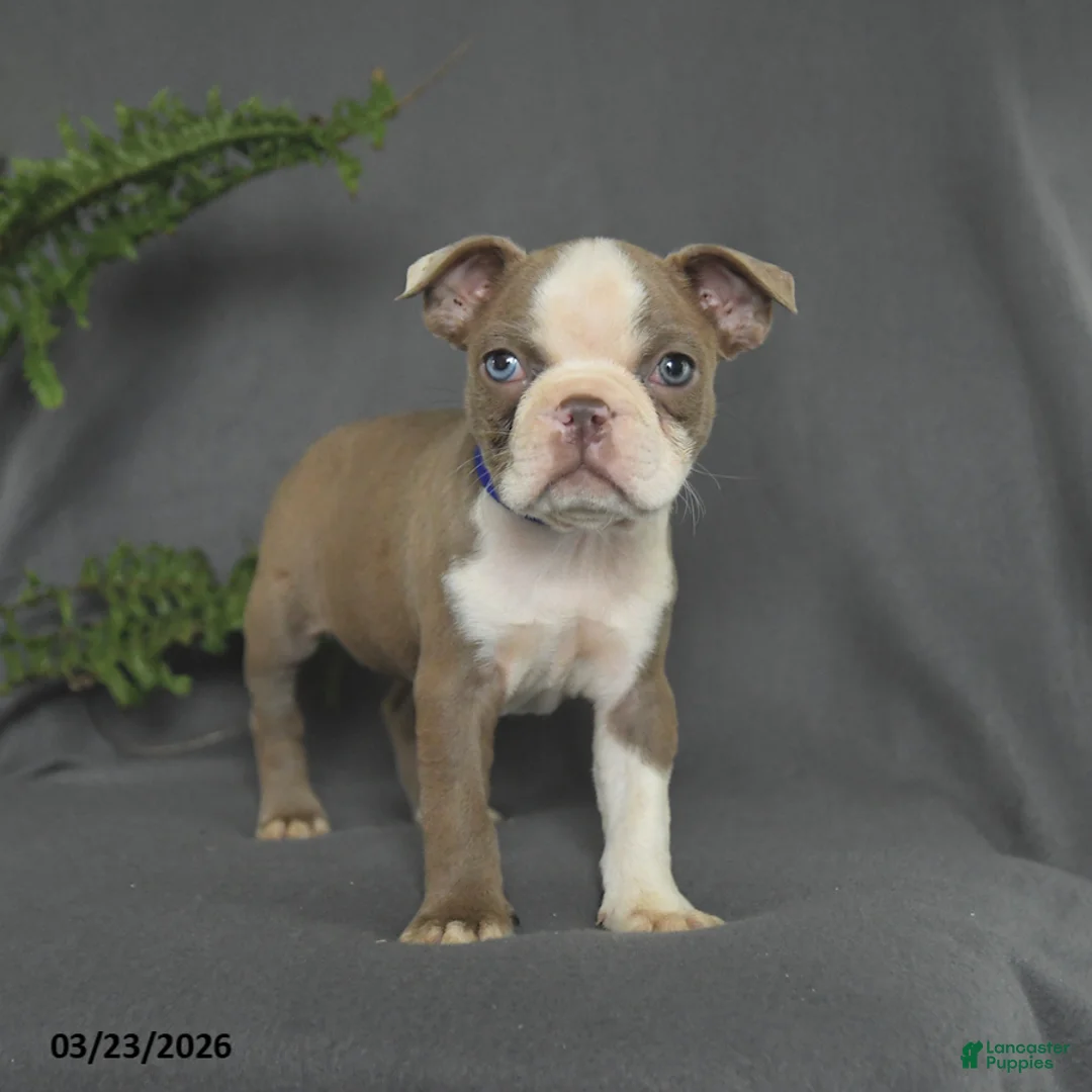 Boston Terrier dogs for sale: Candy - Ad 1
