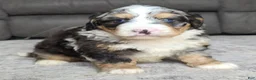 Mini Bernedoodle dogs for sale: Mini Archie  - Ad 13