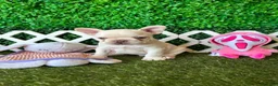 French Bulldog dogs for sale: French Bulldog Puppy 1 - Ad 2