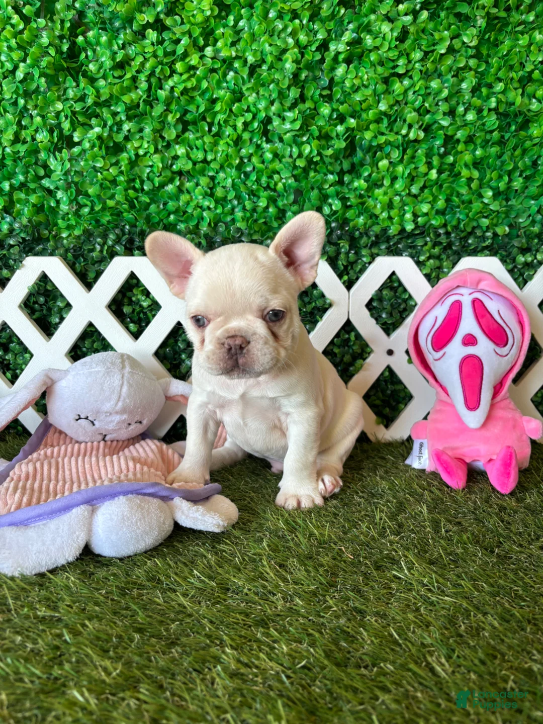 French Bulldog dogs for sale: French Bulldog Puppy 1 - Ad 2