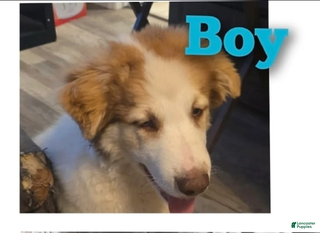 Gerberian Shepsky dogs for sale: Beethoven - Ad 1