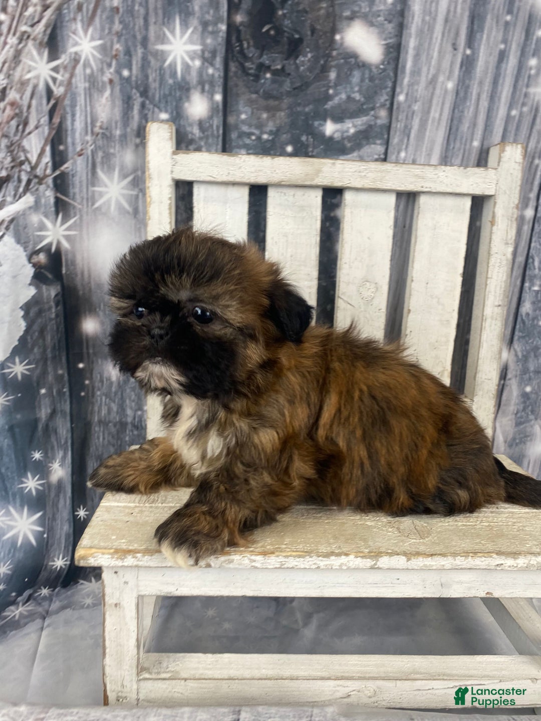Shih Tzu dogs for sale: Mochi - Ad 14