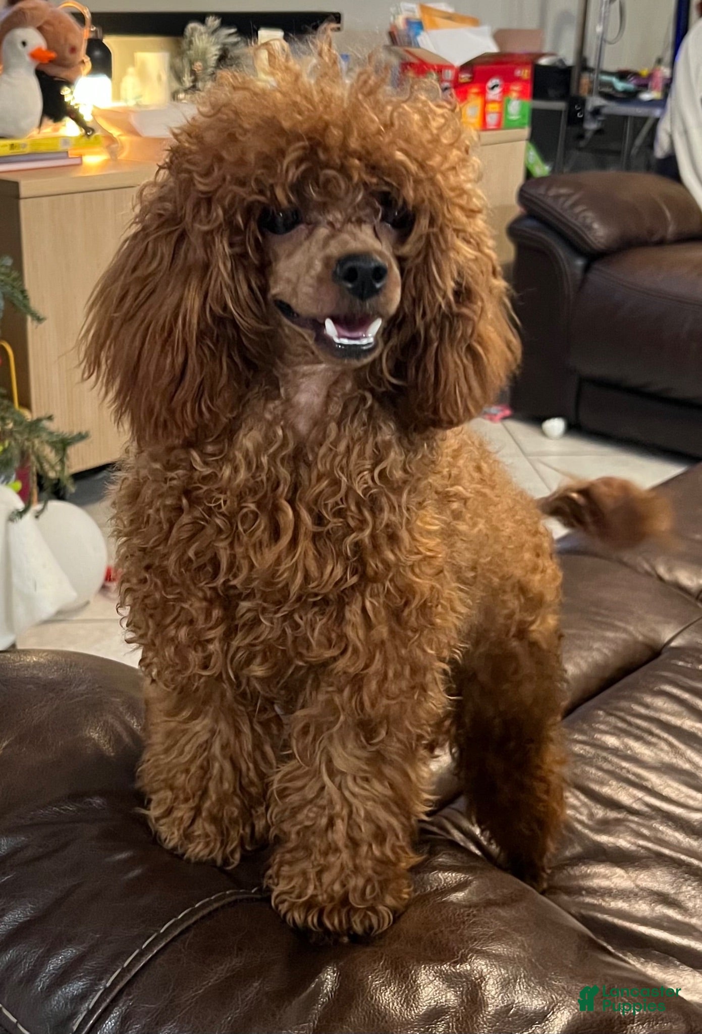 Toy Poodle dogs STUD AKC Red Whiskey 6 pounds DOB 2/26/2024 - Ad 9