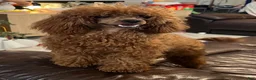 Toy Poodle dogs for stud: STUD AKC Red Whiskey 6 pounds DOB 2/26/2024 - Ad 1