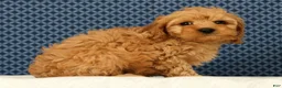 Cockapoo dogs for sale: Max - Ad 3