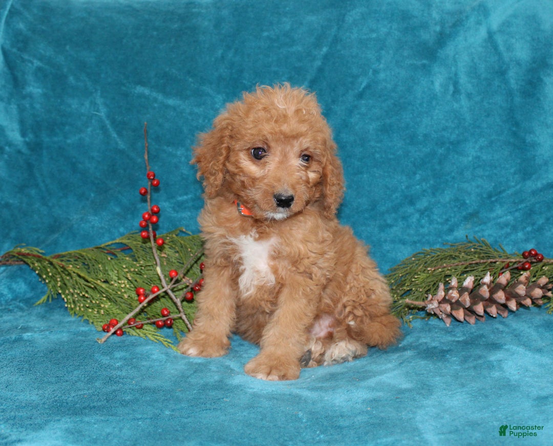 Mini Goldendoodle dogs for sale: Holly - Ad 4