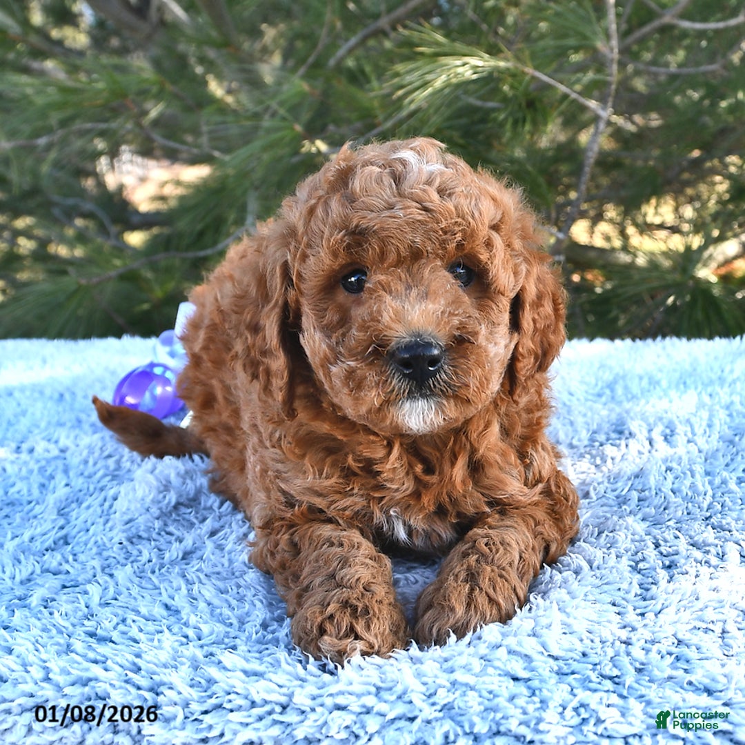 Mini Goldendoodle dogs for sale: Forest - Ad 2