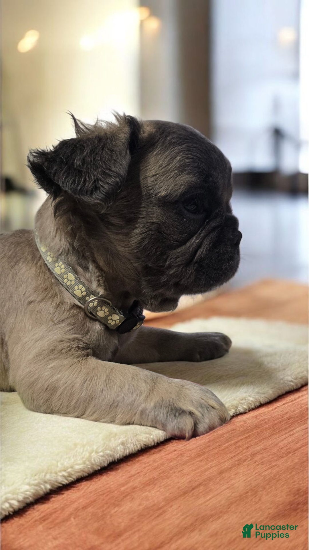 French Bulldog dogs for sale: Fluffy French Bulldog Bruno - Ad 10