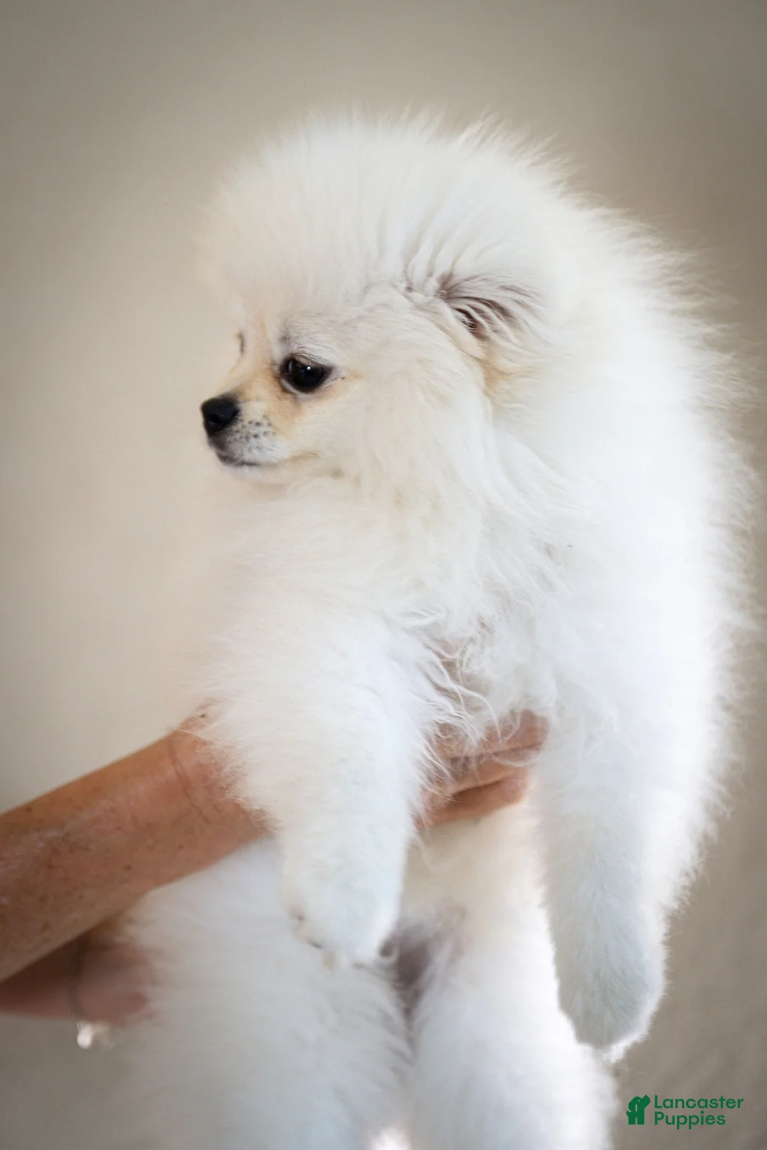 Pomeranian dogs for sale: Teddy - Ad 6