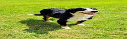 Bernese Mountain Dog dogs for sale: Lulu - Ad 7