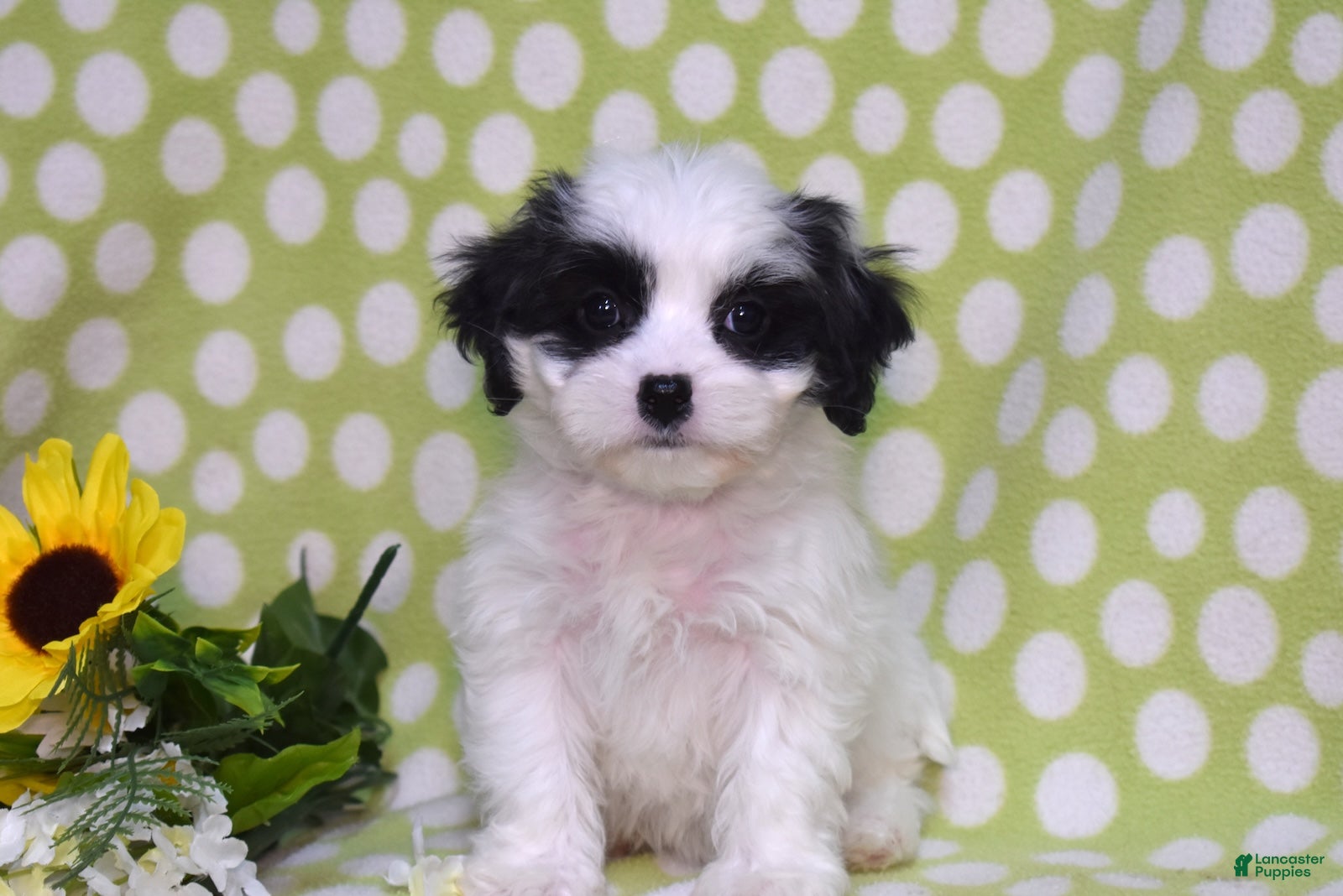 Cavachon dogs Belle - Ad 2