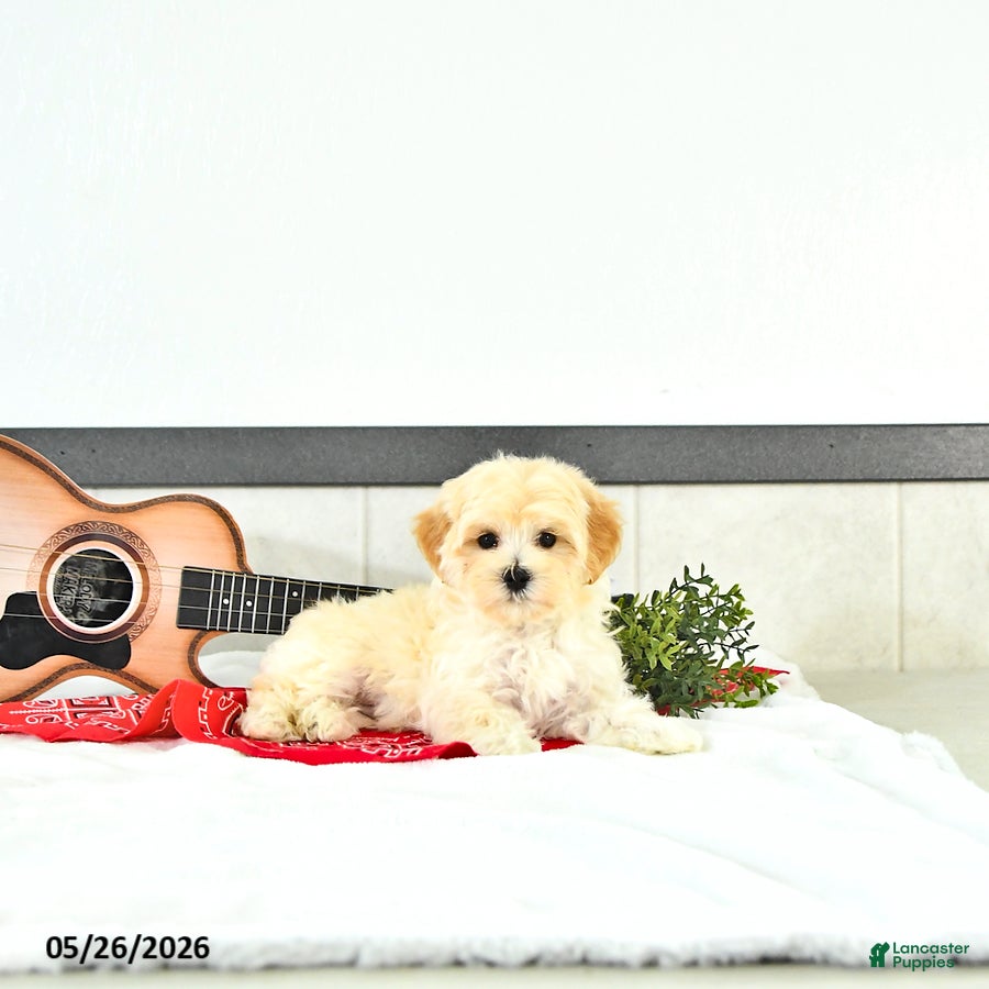 Maltipoo dogs Silas - Ad 1